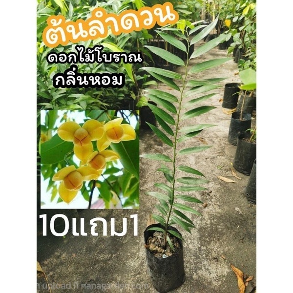 ต้นดอกลำดวน สูง 60-70 ซม. | ลิตเติ้ลพาร์ค Little Park - บางกรวย นนทบุรี