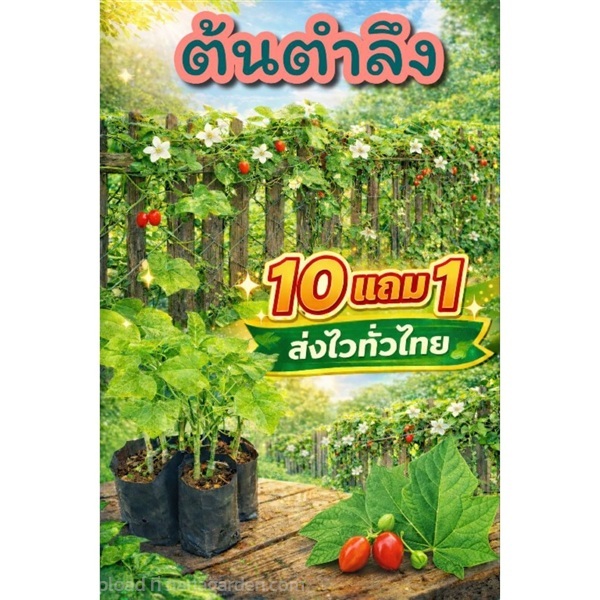 ต้นตำลึง | ลิตเติ้ลพาร์ค Little Park - บางกรวย นนทบุรี