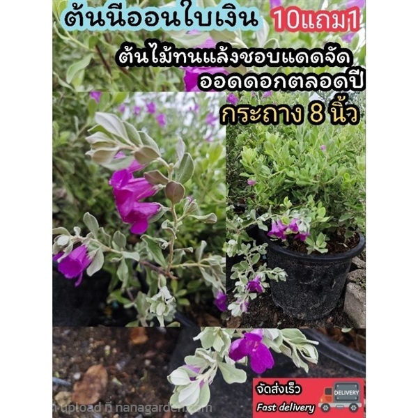 ต้นนีออนใบเงิน  กระถาง 8 นิ้ว | ลิตเติ้ลพาร์ค Little Park - บางกรวย นนทบุรี