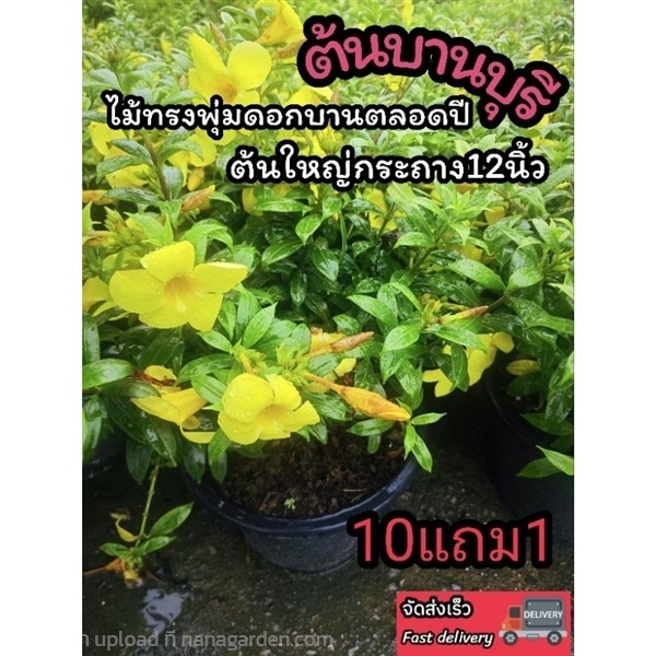ต้นบานบุรีสีเหลือง | ลิตเติ้ลพาร์ค Little Park - บางกรวย นนทบุรี