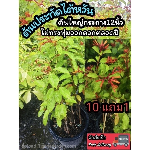 ต้นประทัดไต้หวัน | ลิตเติ้ลพาร์ค Little Park - บางกรวย นนทบุรี