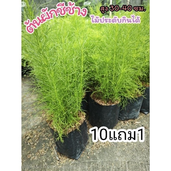 ต้นผักชีช้าง โกฐจุฬาลัมพาไทย | ลิตเติ้ลพาร์ค Little Park - บางกรวย นนทบุรี