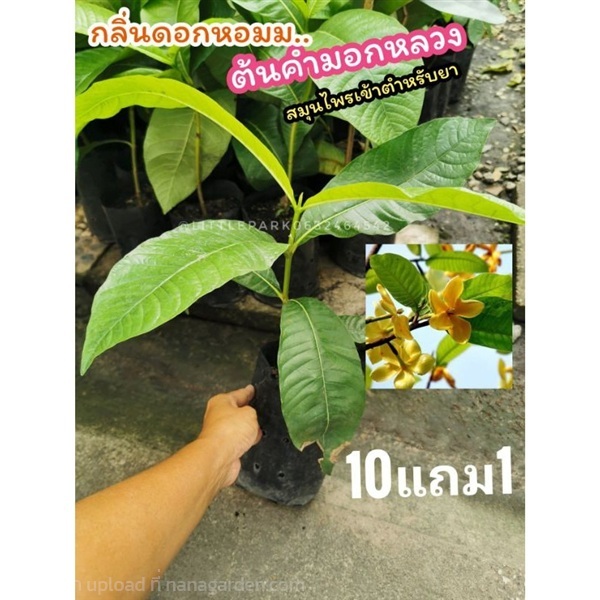 ต้นผ่าด้ามหรือต้นคำมอกหลวง | ลิตเติ้ลพาร์ค Little Park - บางกรวย นนทบุรี