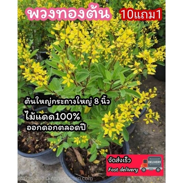 ต้นพวงทอง กระถางใหญ่ 8 นิ้ว | ลิตเติ้ลพาร์ค Little Park - บางกรวย นนทบุรี