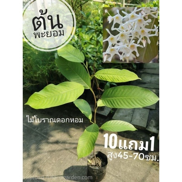 ต้นพะยอม | ลิตเติ้ลพาร์ค Little Park - บางกรวย นนทบุรี