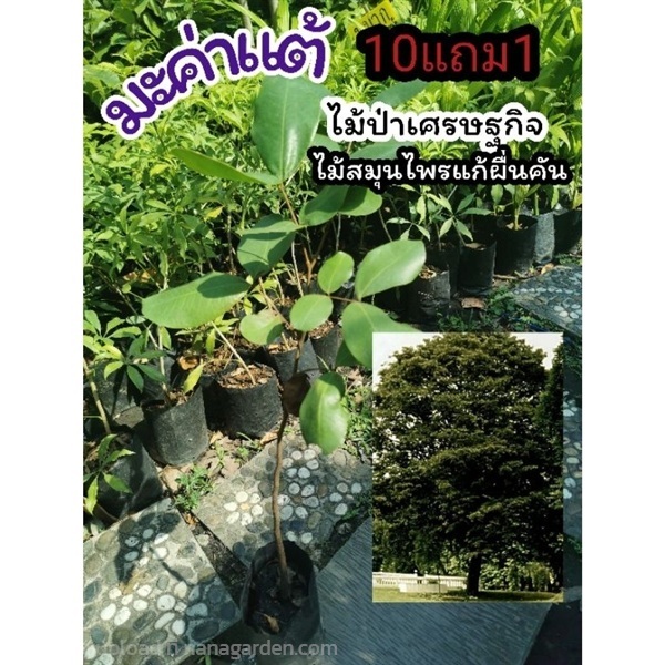 ต้นมะค่าแต้ | ลิตเติ้ลพาร์ค Little Park - บางกรวย นนทบุรี