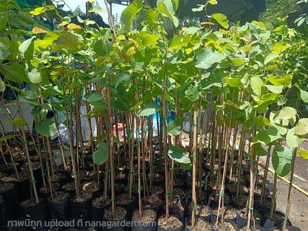 กล้าต้นรัง1เมตร | สมบูรณ์จัดหาพันธ์ไม้ - หนองเสือ ปทุมธานี