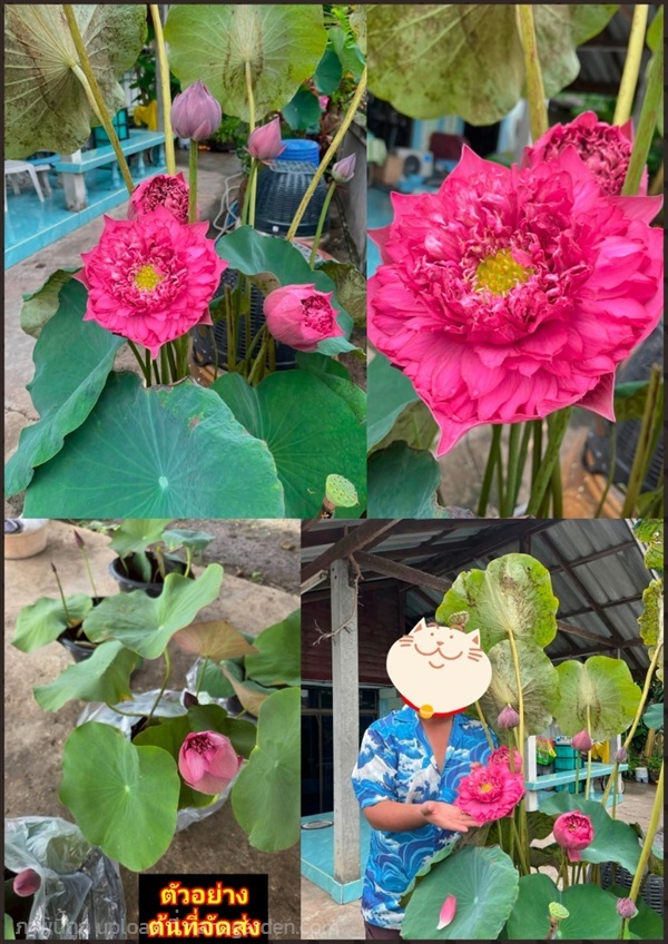 ต้น บัวคามิลา บัวคามิล่า สีชมพู Camila Camellia ja | Shopping by lewat - เมืองมหาสารคาม มหาสารคาม