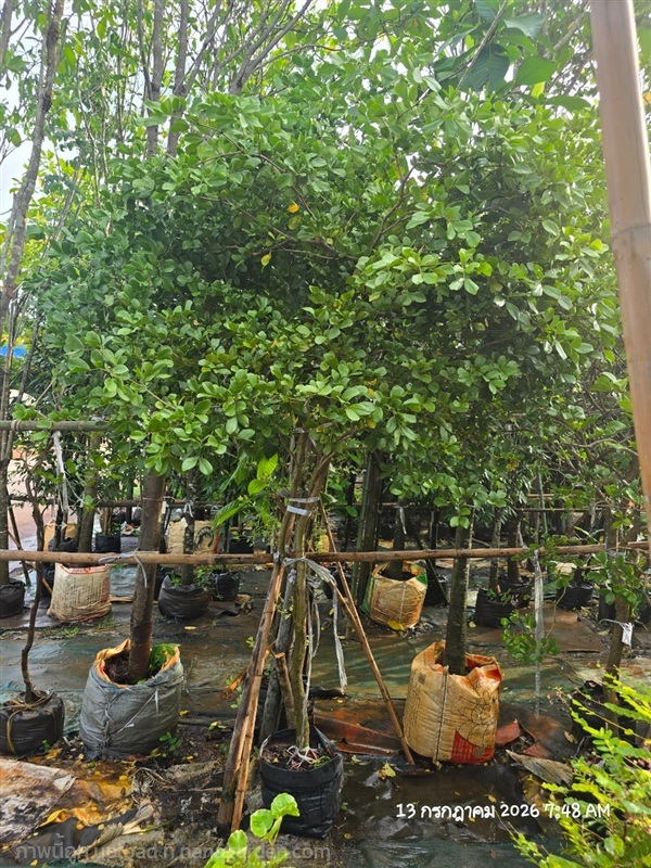 แก้วเจ้าจอม1.5" | สวนป้านิตย์ ปราจีนบุรี - เมืองปราจีนบุรี ปราจีนบุรี