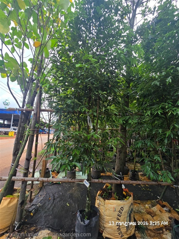 ลำดวน2" | สวนป้านิตย์ ปราจีนบุรี - เมืองปราจีนบุรี ปราจีนบุรี