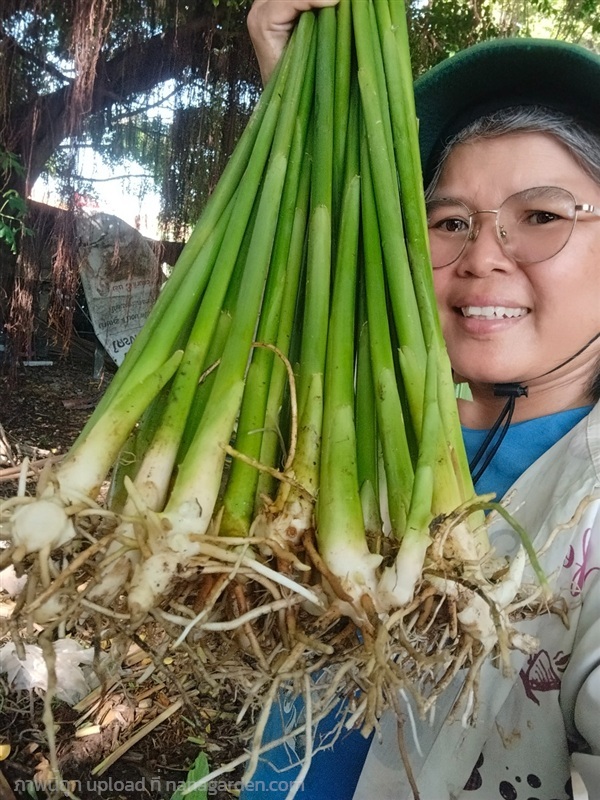 กระวาน ขายหน่อสำหรับปลูก | เมล็ดพันธุ์ดี เกษตรวิถีไทย - เมืองระยอง ระยอง