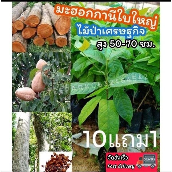 ต้นมะฮอกกานีใบใหญ่  สูง 40-50 ซม. | ลิตเติ้ลพาร์ค Little Park - บางกรวย นนทบุรี