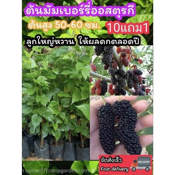 ต้นมัมเบอรี่ดำออสตุรกี ลูกใหญ่ลูกหม่อน | ลิตเติ้ลพาร์ค Little Park - บางกรวย นนทบุรี