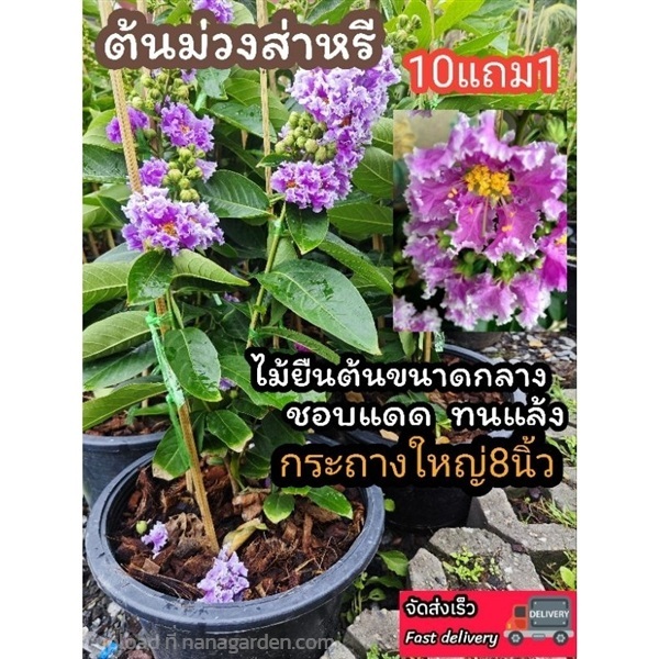 ต้นม่วงส่าหรี  กระถาง 8 นิ้ว | ลิตเติ้ลพาร์ค Little Park - บางกรวย นนทบุรี