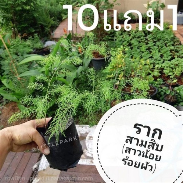 ต้นรากสามสิบ  ว่านร้อยผัว | ลิตเติ้ลพาร์ค Little Park - บางกรวย นนทบุรี