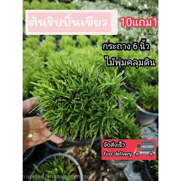 ต้นริบบิ้นเขียว | ลิตเติ้ลพาร์ค Little Park - บางกรวย นนทบุรี