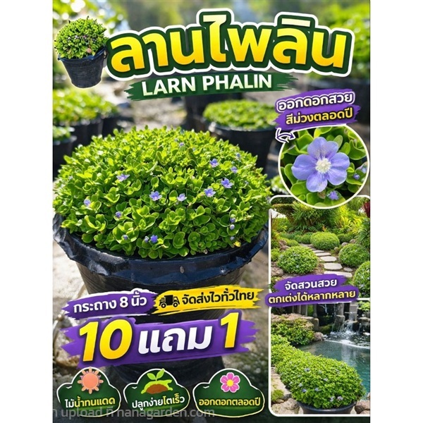 ต้นลานไพลิน กระถางใหญ่ 8 นิ้ว | ลิตเติ้ลพาร์ค Little Park - บางกรวย นนทบุรี