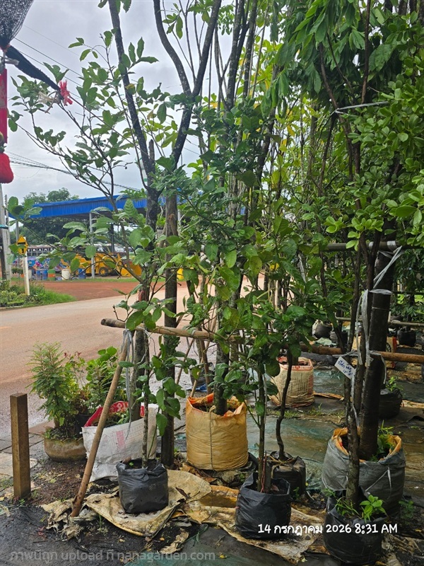 เลมอน | สวนป้านิตย์ ปราจีนบุรี - เมืองปราจีนบุรี ปราจีนบุรี