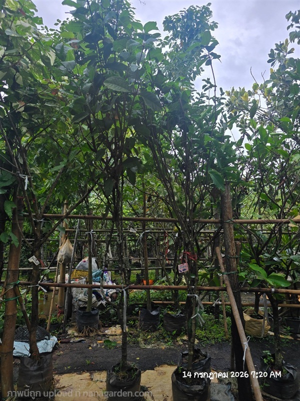 พวงคราม | สวนป้านิตย์ ปราจีนบุรี - เมืองปราจีนบุรี ปราจีนบุรี