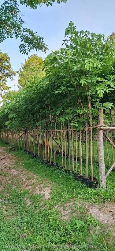 คูน ราชพฤกษ์ | สวนจุฑามาศ -  ปราจีนบุรี
