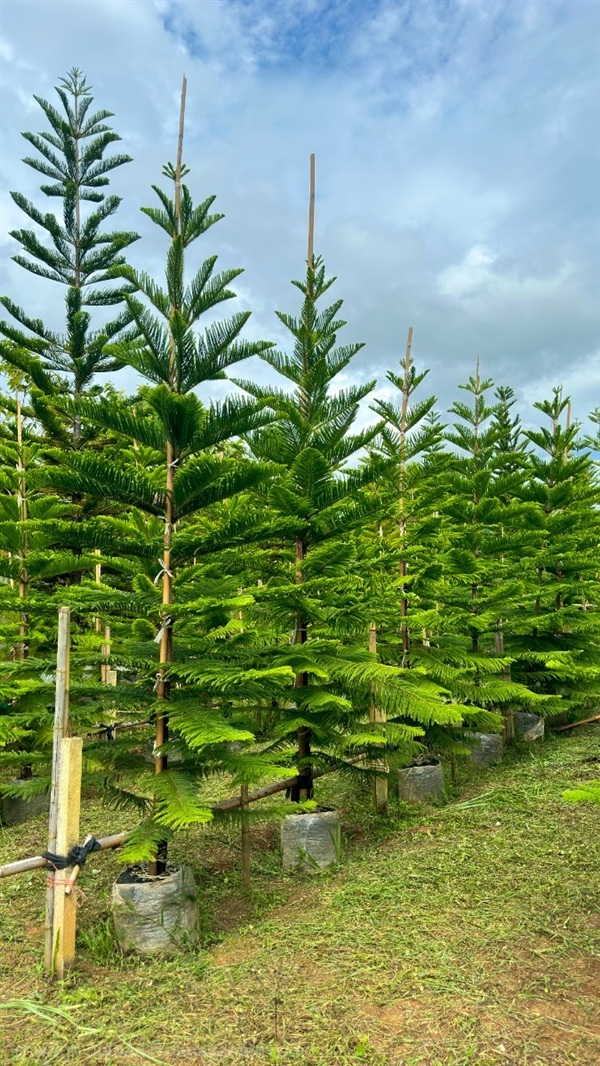 สนฉัตรฮาวาย สูง 3-4 เมตร ขุดหมัก เลี้ยงราก พร้อมยก | สวน ค้อคอยคุณ - เขาค้อ เพชรบูรณ์