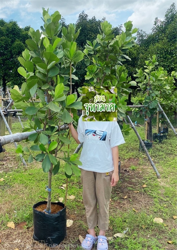 เกล็ดกระโห้ | สวนจุฑามาศ -  ปราจีนบุรี