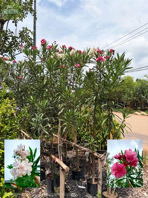 ยี่โถ | สวนจุฑามาศ -  ปราจีนบุรี