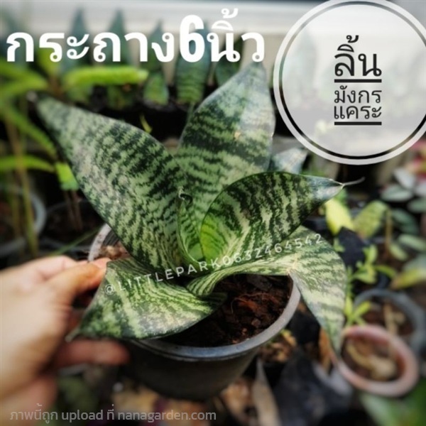 ต้นลิ้นมังกรแคระ | ลิตเติ้ลพาร์ค Little Park - บางกรวย นนทบุรี