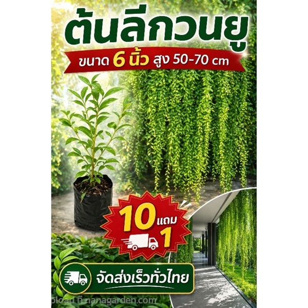 ต้นลีกวนยู  กระถาง 6 นิ้ว | ลิตเติ้ลพาร์ค Little Park - บางกรวย นนทบุรี