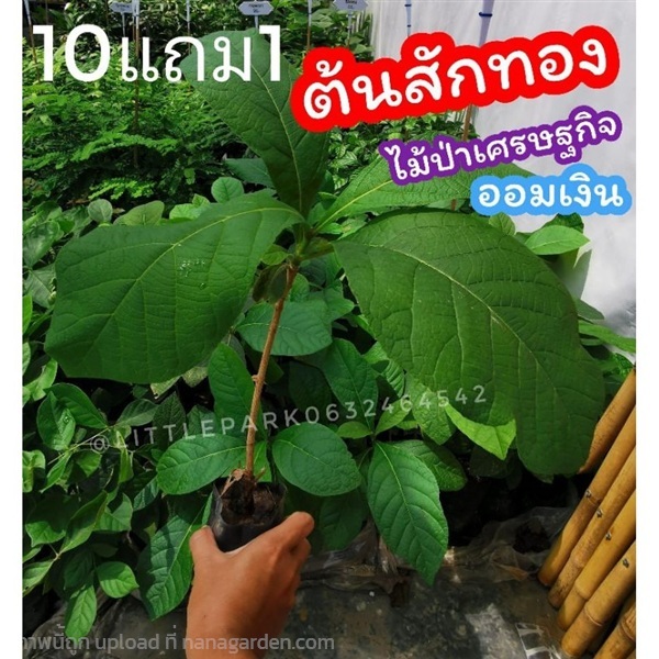 ต้นสักทอง ต้นกล้าสูง 25-40 ซม. | ลิตเติ้ลพาร์ค Little Park - บางกรวย นนทบุรี