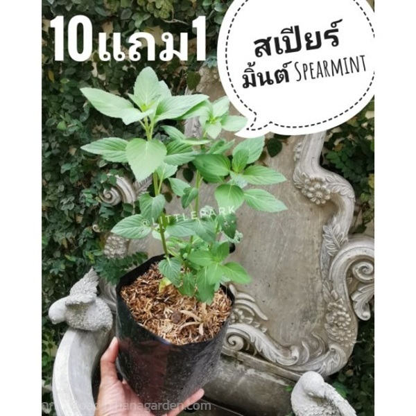 ต้นสเปียร์มิ้นต์ | ลิตเติ้ลพาร์ค Little Park - บางกรวย นนทบุรี