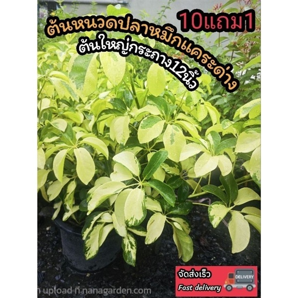 ต้นหนวดปลาหมึกแคระด่าง | ลิตเติ้ลพาร์ค Little Park - บางกรวย นนทบุรี