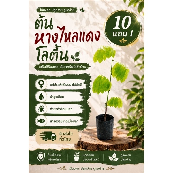 ต้นหางไหลแดง | ลิตเติ้ลพาร์ค Little Park - บางกรวย นนทบุรี