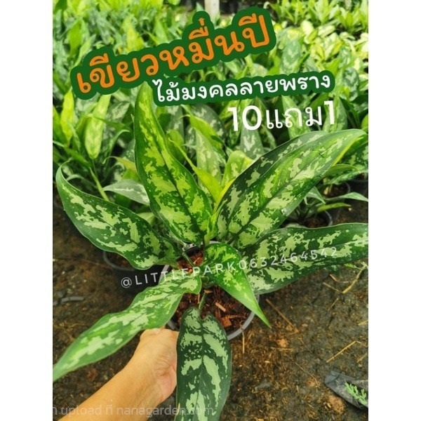ต้นเขียวหมื่นปี อโกลนีมา | ลิตเติ้ลพาร์ค Little Park - บางกรวย นนทบุรี