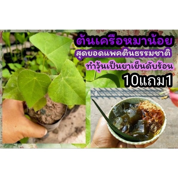 ต้นเครือหมาน้อย วุ้นธรรมชาติ | ลิตเติ้ลพาร์ค Little Park - บางกรวย นนทบุรี