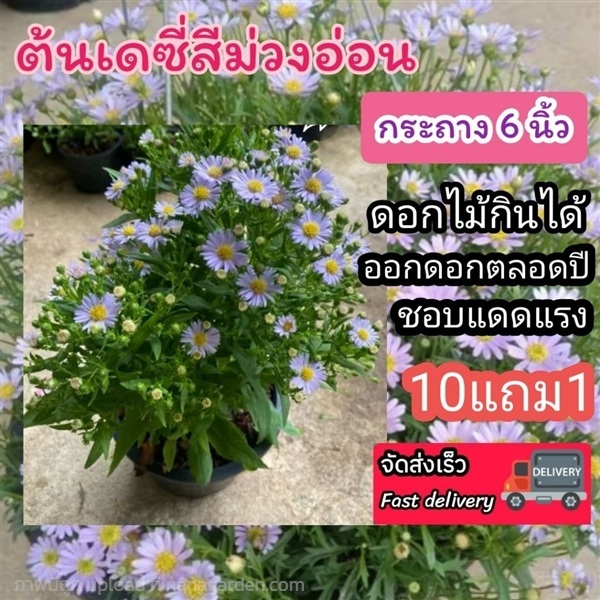 ต้นเดซี่สีม่วงอ่อน กระถาง 8 นิ้ว | ลิตเติ้ลพาร์ค Little Park - บางกรวย นนทบุรี