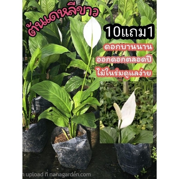 ต้นเดหลีสีขาว | ลิตเติ้ลพาร์ค Little Park - บางกรวย นนทบุรี