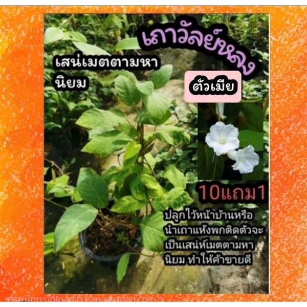 ต้นเถาวัลย์หลงดอกขาว ตัวเมีย | ลิตเติ้ลพาร์ค Little Park - บางกรวย นนทบุรี