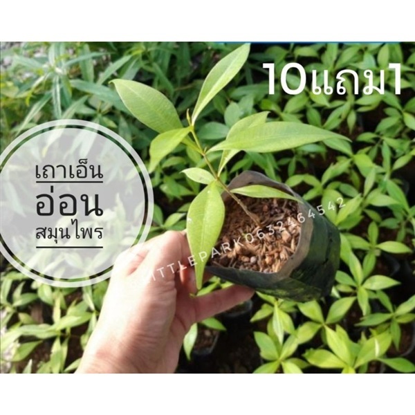 ต้นเถาเอ็นอ่อน | ลิตเติ้ลพาร์ค Little Park - บางกรวย นนทบุรี