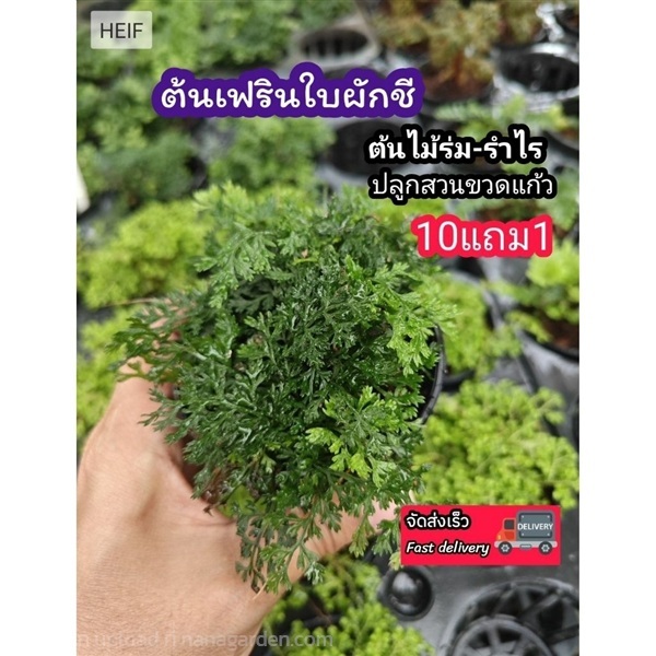 ต้นเฟิร์นใบผักชี | ลิตเติ้ลพาร์ค Little Park - บางกรวย นนทบุรี