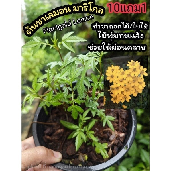 ต้นเลมอนมาริโกล  marigold lemon | ลิตเติ้ลพาร์ค Little Park - บางกรวย นนทบุรี