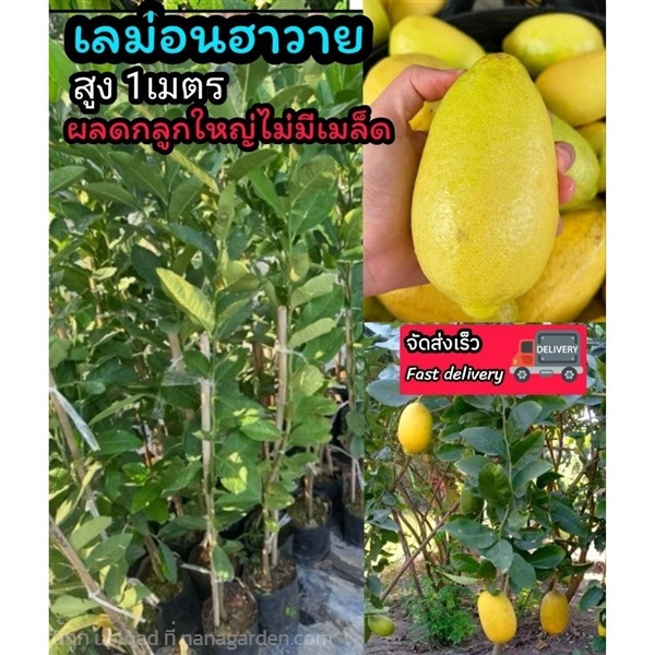 ต้นเลม่อนฮาวาย มะนาวไร่เมล็ด สูง 1 เมตร | ลิตเติ้ลพาร์ค Little Park - บางกรวย นนทบุรี