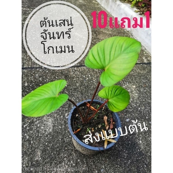 ต้นเสน่จันทร์โกเมน | ลิตเติ้ลพาร์ค Little Park - บางกรวย นนทบุรี