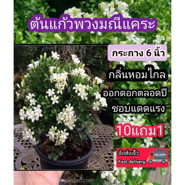 ต้นแก้วพวงมณีแคระ | ลิตเติ้ลพาร์ค Little Park - บางกรวย นนทบุรี