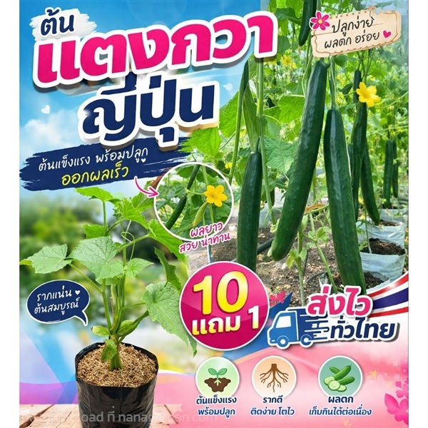 ต้นแตงกวาญี่ปุ่น | ลิตเติ้ลพาร์ค Little Park - บางกรวย นนทบุรี