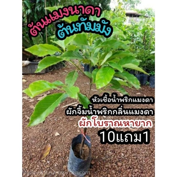 ต้นแมงดานา สูง 50-70 ซม.  ต้นทำมัง | ลิตเติ้ลพาร์ค Little Park - บางกรวย นนทบุรี