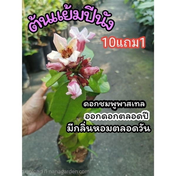 ต้นแย้มปีนัง  สูง 40-50 ซม. | ลิตเติ้ลพาร์ค Little Park - บางกรวย นนทบุรี