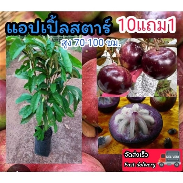 ต้นแอปเปิ้ลสตาร์ | ลิตเติ้ลพาร์ค Little Park - บางกรวย นนทบุรี