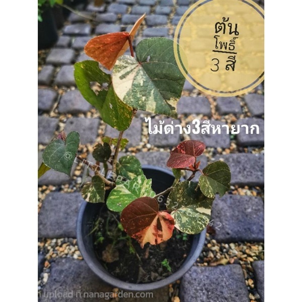ต้นโพธิ์สามสี โพธิ์ 3 สี | ลิตเติ้ลพาร์ค Little Park - บางกรวย นนทบุรี