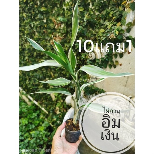 ต้นไผ่กวนอิมเงิน | ลิตเติ้ลพาร์ค Little Park - บางกรวย นนทบุรี